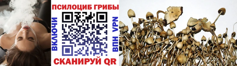 Галлюциногенные грибы Psilocybe  Купить закладки  Чулым 